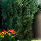 Impressions Amphora 50 Gallon Rain Saver - Sandstone