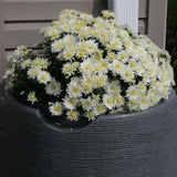 Impressions Stone 65 Gallon Rain Saver - Dark Granite